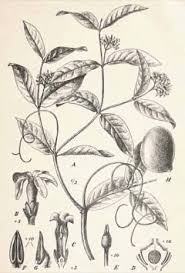 Image result for Landolphia ligustrifolia