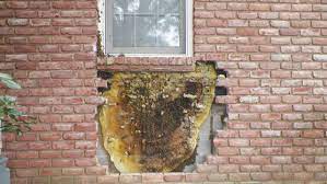 We did not find results for: Tennessee Bee Whisperer Removes 35 000 Honey Bees From Brick Wall Fox News