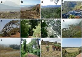 Image result for Cassipourea ruwensorensis