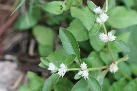 Image result for Alternanthera tenella