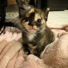 Mini Cat Town Kitten Rescue On Instagram Our Smallest Baby Runt Of The Litter And Expert Milk Drinker The One And Only Milkshak Kitten Rescue Cats Kitten