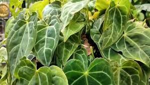 Berikut ini beberapa tanaman yang cepat menghasilkan uang yang dapat anda budidayakan. 6 Fakta Tanaman Hias Yang Bisa Bikin Kantong Tebal Okezone Economy