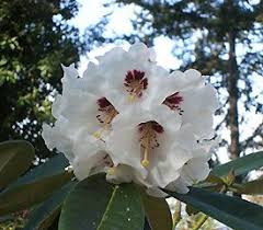 Rhododendron Pink Prelude In 2020 Rhododendron Plant Rhododendron Purple Flowers