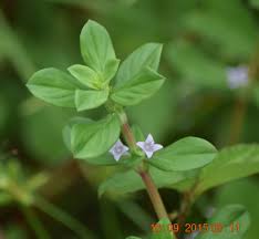 Image result for Spermacoce senensis