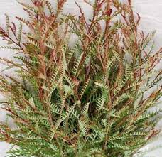 Image result for Grevillea