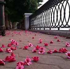 نتيجة الصورة لـ صور مميزه للتصميم flower backgrounds flower art flower frame