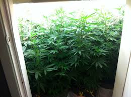 How to hang grow light in closet. Help My Plants Are Growing Too Tall Grow Weed Easy