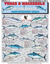 the chart of tuna and mackerel spanish mackerel king