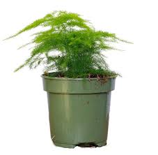 Image result for Asparagus pendulus