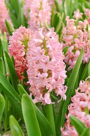 Maybe you would like to learn more about one of these? 12 Best Smelling Flowers For A Fragrant Yard