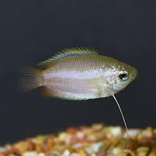 Honey Dwarf Gourami Tropical Fish For Freshwater Aquariums