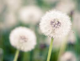 Learn about the various parts of a flower, floral types, and pollination with this article. The 24 Best And Worst Plants For Allergies Ftd Com
