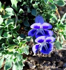 Image result for Aptosimum marlothii