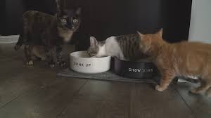 We did not find results for: Communities That Kare Local Rescue Helps The Tiniest Cats Kare11 Com