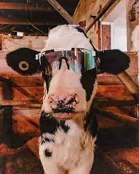Find the perfect cow wearing hat stock photos and editorial news pictures from getty images. Cow Pit Vipers Cute Animals Cute Baby Animals Cute Cows