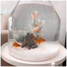 Fish Bowl Aesthetic Fish Tank Ideas Fish Tank Themes Small Fish Tanks Cool Fish Tanks