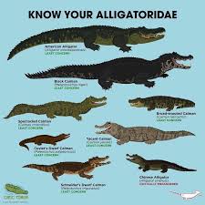 Know Your Alligators Hayvanlar Hayvanlar Alemi Evrim