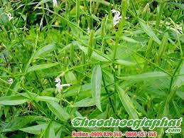 Trong bối cảnh kinh tế vô cùng khó khăn sau nhiều năm chinh chiến, ngành y tế thời đó, cũng như các ngành khác, đã phải. Mua Xuyen Tam Lien Ä'áº¡t Chuáº©n Cháº¥t LÆ°á»£ng á»Ÿ Ä'au Táº¡i Tphcm Y Há»c Cay Giáº£i Ä'á»™c