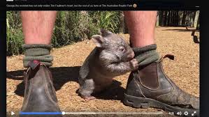 They are about 1 m (40 in) in length with small, stubby tails and weigh between 20 and 35 kg (44 and 77 lb). Australian Reptile Park Bei Sydney Baby Wombat George Ist Ausser Rand Und Band News Stuttgarter Nachrichten