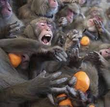 Monkeys Fighting For Oranges : R/Monkeys