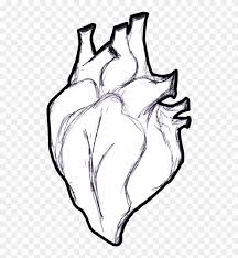 Download Heart Anatomy Coloring Book Human Body Clip Art Heart Anatomy Coloring Book Human Body Clip Art Free Transparent Png Clipart Images Download