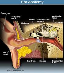 Maybe you would like to learn more about one of these? How To Treat An Ear Infection At Home Treatment Symptoms