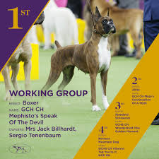 The westminster kennel club dog show is an annual competition featuring nearly 3,000 dogs who are judged against their own breed's standards. Westminster Kennel Club Dog Show Winners 2017 Celebrity Pet Worth