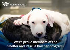 They have the choice of paying the standard $90 adoption fee and contract which includes the pet being delivered the pet photos marked with are eligible for the love and go! Home