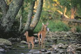 The species that arrive first build through their interactions a simple initial biological community until other, hardier species arrive. Habitat Kids Britannica Kids Homework Help