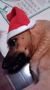 I Wanted A Cute Pic Of My Dog In A Santa Hat This Is What I Got Grumpy Grinch German Shepherd Dogs Shepherd Dog German Shepherd