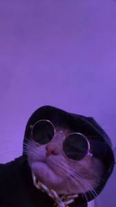 Pin By Myarkheir On Aesthetic Wallpapers Cute Cat Wallpaper Funny Cat Wallpaper Cat Aesthetic