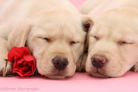 The labrador retriever is the most popular breeds in the united states, mostly due to its even temperament, high intelligence, and clean, attractive appearance. Dogs Yellow Labrador Retriever Pups With Asleep With Rose Photo Wp23599