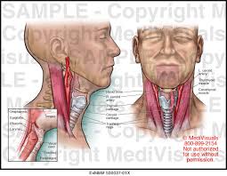 Maybe you would like to learn more about one of these? Normal Anatomy Medical Illustration