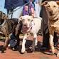 Paws in Motion Walk-a-thon & Festival