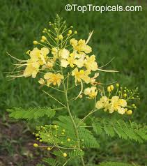 Image result for Equilabium pauciflorum