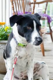 Almost home humane society was formed as the tippecanoe county humane association in 1939 and since that time has been dedicated to the care of pets in almost home is contracted with the cities of lafayette and west lafayette to accept all stray animals found within the city limits of either city. Adopt Diego In Maine Adopted On Petfinder Catahoula Leopard Dog Leopard Dog Catahoula Leopard Dog Mix