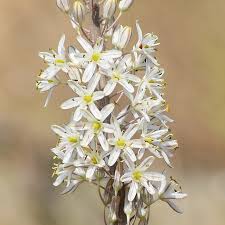 Image result for Drimia calcarata