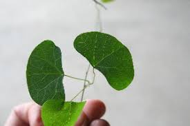 Image result for Cissampelos torulosa