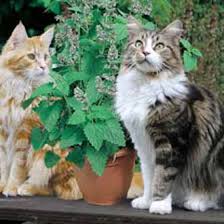 We did not find results for: Catnip Catmint Johnsons Seeds Flower Seeds