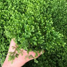 Image result for Selaginella congoensis