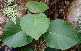 Image result for Guettarda