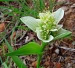 Image result for Camptorrhiza strumosa