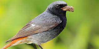 Das wintergoldhähnchen (regulus regulus) ist einer der kleinsten vögel im garten, die man entdecken und beobachten kann. Die 40 Haufigsten Gartenvogel Im Portrat Nabu