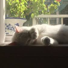 Artwpsycho Cute Animals Pretty Cats Cute Cats