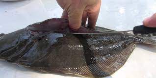 Fast And Easy Steps To Cleaning A Flounder — Eastern Outfitters