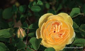 Please use our care guide below to plant, prune, and take care of your roses! 7 Reasons Your Roses Are Dying A Few Shortcuts