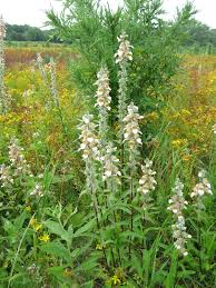 The common foxglove is a beauty to add to any garden and many hybrids are now on the market to suit anyone's taste. Grecian Foxglove Minnesota Department Of Agriculture