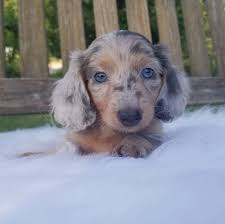Kids love to play and learn at the creative discovery museum in chattanooga, tennessee. Red Barn Farms Minis Dachshund Puppies Breeder