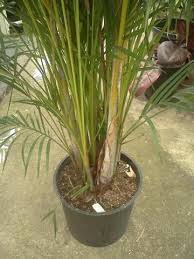 Image result for Dypsis lutescens