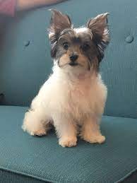 Parti Yorkies What Is A Parti Yorkie 2020 Parti Yorkie Pictures Yorkie Advice